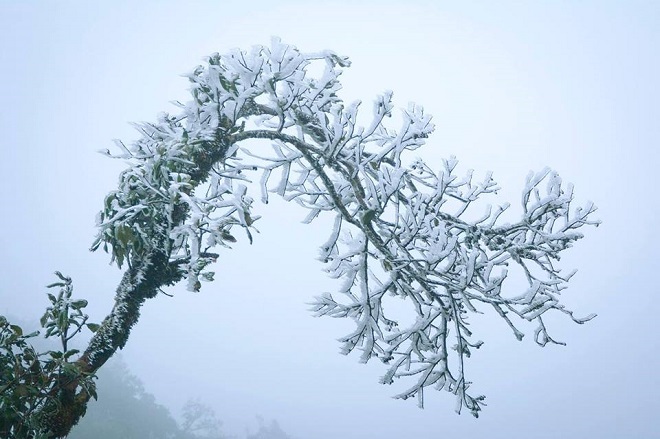 Rét khủng khiếp, cây cối hóa đá trên đỉnh Mù Cang Chải
